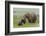 USA, Alaska, Katmai National Park, Hallo Bay. Coastal Brown Bear with twins-Frank Zurey-Framed Photographic Print