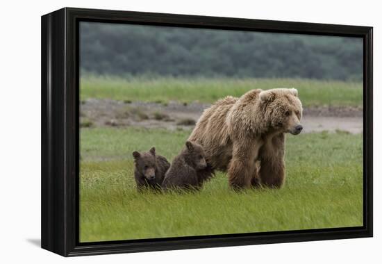 USA, Alaska, Katmai National Park, Hallo Bay. Coastal Brown Bear with twins-Frank Zurey-Framed Premier Image Canvas