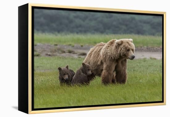 USA, Alaska, Katmai National Park, Hallo Bay. Coastal Brown Bear with twins-Frank Zurey-Framed Premier Image Canvas