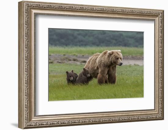 USA, Alaska, Katmai National Park, Hallo Bay. Coastal Brown Bear with twins-Frank Zurey-Framed Photographic Print