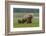 USA, Alaska, Katmai National Park, Hallo Bay. Coastal Brown Bear with twins-Frank Zurey-Framed Photographic Print