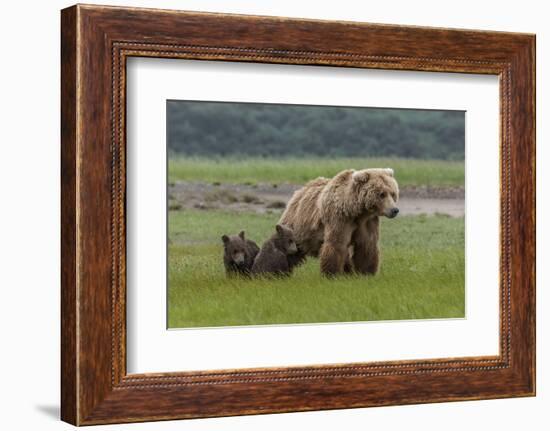 USA, Alaska, Katmai National Park, Hallo Bay. Coastal Brown Bear with twins-Frank Zurey-Framed Photographic Print