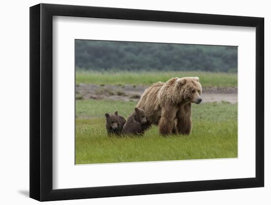 USA, Alaska, Katmai National Park, Hallo Bay. Coastal Brown Bear with twins-Frank Zurey-Framed Photographic Print