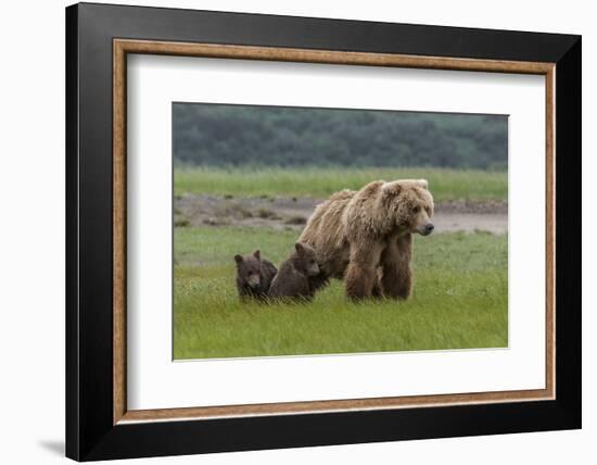 USA, Alaska, Katmai National Park, Hallo Bay. Coastal Brown Bear with twins-Frank Zurey-Framed Photographic Print