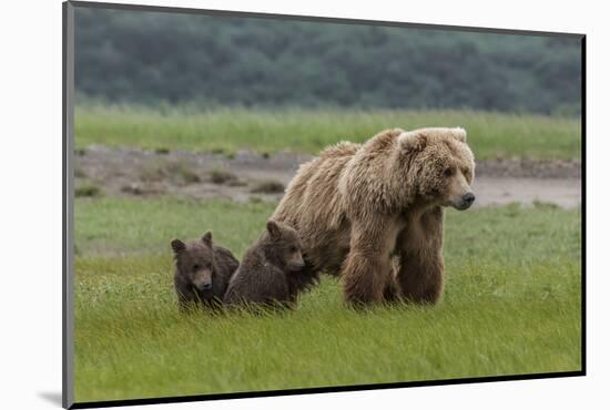 USA, Alaska, Katmai National Park, Hallo Bay. Coastal Brown Bear with twins-Frank Zurey-Mounted Photographic Print