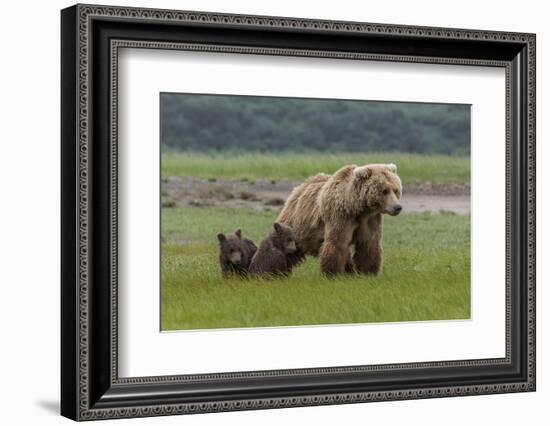 USA, Alaska, Katmai National Park, Hallo Bay. Coastal Brown Bear with twins-Frank Zurey-Framed Photographic Print