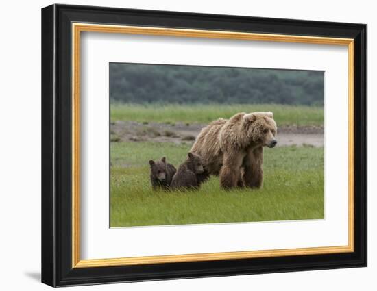 USA, Alaska, Katmai National Park, Hallo Bay. Coastal Brown Bear with twins-Frank Zurey-Framed Photographic Print