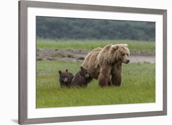 USA, Alaska, Katmai National Park, Hallo Bay. Coastal Brown Bear with twins-Frank Zurey-Framed Premium Photographic Print