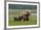 USA, Alaska, Katmai National Park, Hallo Bay. Coastal Brown Bear with twins-Frank Zurey-Framed Premium Photographic Print