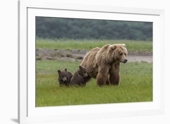 USA, Alaska, Katmai National Park, Hallo Bay. Coastal Brown Bear with twins-Frank Zurey-Framed Premium Photographic Print