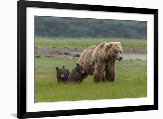 USA, Alaska, Katmai National Park, Hallo Bay. Coastal Brown Bear with twins-Frank Zurey-Framed Premium Photographic Print