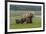 USA, Alaska, Katmai National Park, Hallo Bay. Coastal Brown Bear with twins-Frank Zurey-Framed Premium Photographic Print