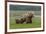 USA, Alaska, Katmai National Park, Hallo Bay. Coastal Brown Bear with twins-Frank Zurey-Framed Premium Photographic Print