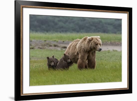 USA, Alaska, Katmai National Park, Hallo Bay. Coastal Brown Bear with twins-Frank Zurey-Framed Premium Photographic Print