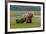 USA, Alaska, Katmai National Park, Hallo Bay. Coastal Brown Bear with twins-Frank Zurey-Framed Premium Photographic Print