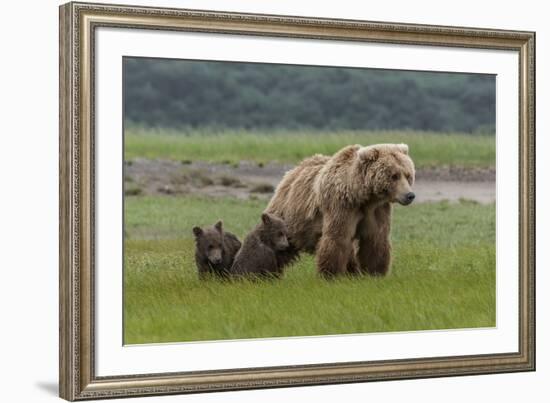 USA, Alaska, Katmai National Park, Hallo Bay. Coastal Brown Bear with twins-Frank Zurey-Framed Premium Photographic Print