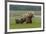 USA, Alaska, Katmai National Park, Hallo Bay. Coastal Brown Bear with twins-Frank Zurey-Framed Premium Photographic Print