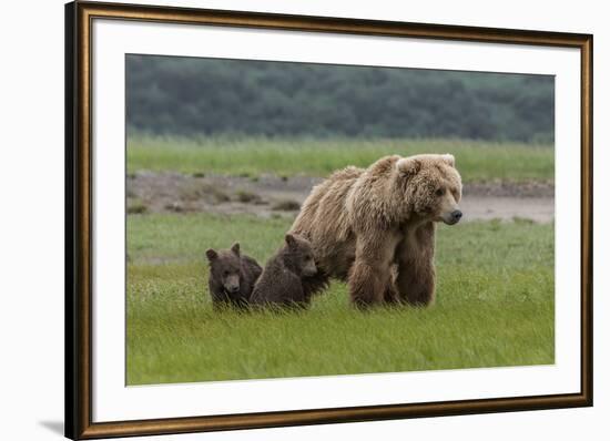 USA, Alaska, Katmai National Park, Hallo Bay. Coastal Brown Bear with twins-Frank Zurey-Framed Premium Photographic Print