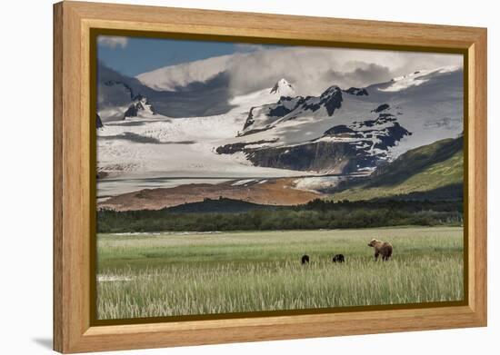 USA, Alaska, Katmai National Park, Hallo Bay. Coastal Brown Bear with twins-Frank Zurey-Framed Premier Image Canvas