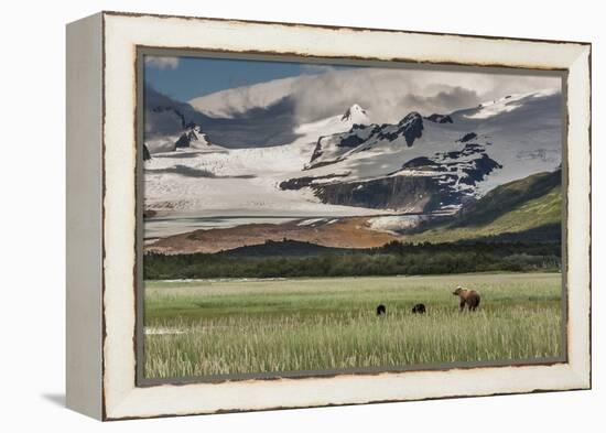 USA, Alaska, Katmai National Park, Hallo Bay. Coastal Brown Bear with twins-Frank Zurey-Framed Premier Image Canvas