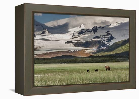 USA, Alaska, Katmai National Park, Hallo Bay. Coastal Brown Bear with twins-Frank Zurey-Framed Premier Image Canvas