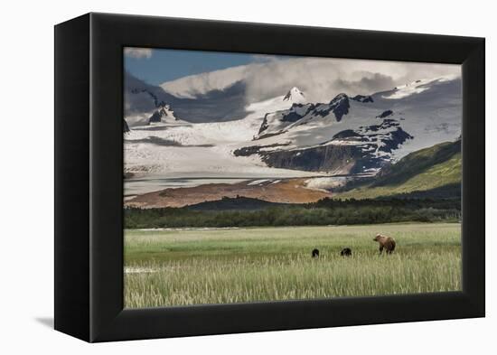 USA, Alaska, Katmai National Park, Hallo Bay. Coastal Brown Bear with twins-Frank Zurey-Framed Premier Image Canvas