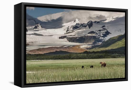 USA, Alaska, Katmai National Park, Hallo Bay. Coastal Brown Bear with twins-Frank Zurey-Framed Premier Image Canvas