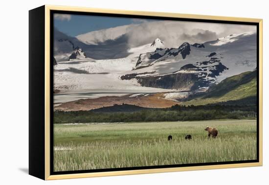 USA, Alaska, Katmai National Park, Hallo Bay. Coastal Brown Bear with twins-Frank Zurey-Framed Premier Image Canvas