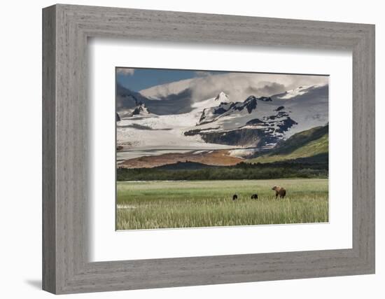 USA, Alaska, Katmai National Park, Hallo Bay. Coastal Brown Bear with twins-Frank Zurey-Framed Photographic Print