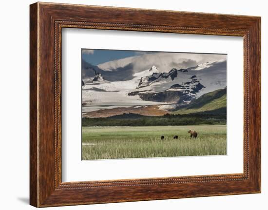 USA, Alaska, Katmai National Park, Hallo Bay. Coastal Brown Bear with twins-Frank Zurey-Framed Photographic Print