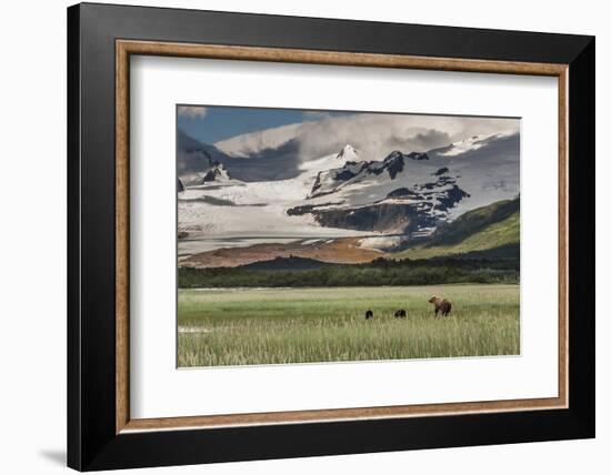 USA, Alaska, Katmai National Park, Hallo Bay. Coastal Brown Bear with twins-Frank Zurey-Framed Photographic Print