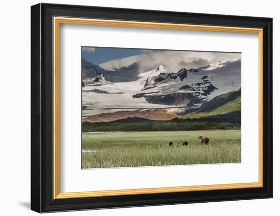 USA, Alaska, Katmai National Park, Hallo Bay. Coastal Brown Bear with twins-Frank Zurey-Framed Photographic Print