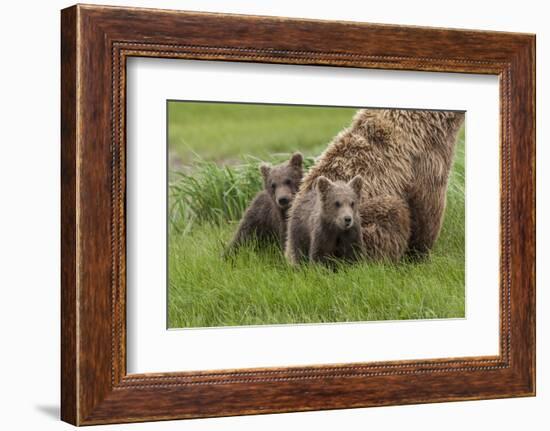 USA, Alaska, Katmai National Park, Hallo Bay. Coastal Brown Bear with twins-Frank Zurey-Framed Photographic Print