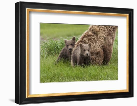 USA, Alaska, Katmai National Park, Hallo Bay. Coastal Brown Bear with twins-Frank Zurey-Framed Photographic Print