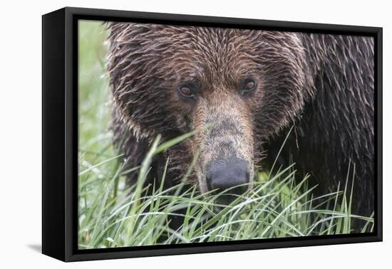 USA, Alaska, Katmai National Park, Hallo Bay. Coastal Brown Bear.-Frank Zurey-Framed Premier Image Canvas