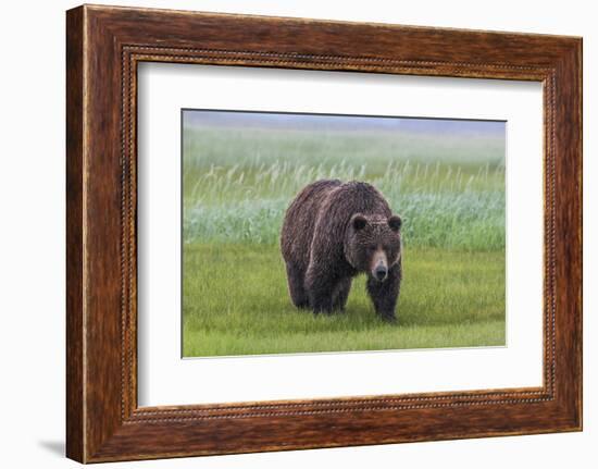 USA, Alaska, Katmai National Park, Hallo Bay. Coastal Brown Bear.-Frank Zurey-Framed Photographic Print