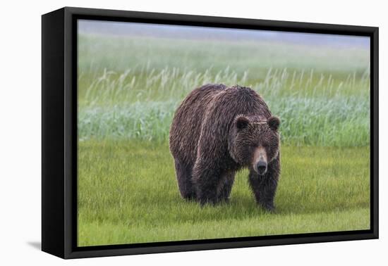 USA, Alaska, Katmai National Park, Hallo Bay. Coastal Brown Bear.-Frank Zurey-Framed Premier Image Canvas