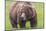 USA, Alaska, Katmai National Park, Hallo Bay. Coastal Brown Bear.-Frank Zurey-Mounted Photographic Print