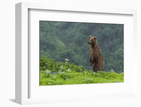 USA, Alaska, Katmai National Park, Hallo Bay. Coastal Brown Bear-Frank Zurey-Framed Photographic Print
