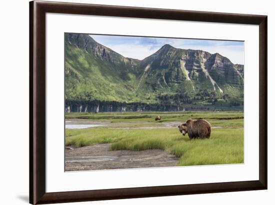 USA, Alaska, Katmai National Park, Hallo Bay. Coastal Brown Bear-Frank Zurey-Framed Premium Photographic Print