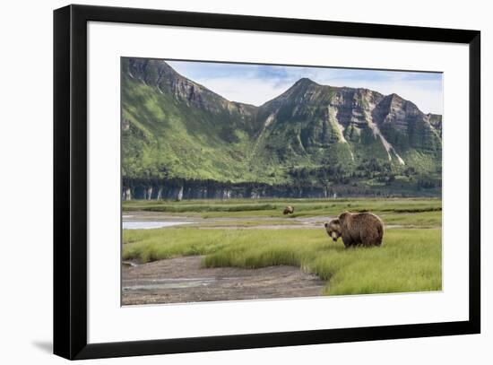 USA, Alaska, Katmai National Park, Hallo Bay. Coastal Brown Bear-Frank Zurey-Framed Premium Photographic Print