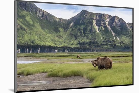 USA, Alaska, Katmai National Park, Hallo Bay. Coastal Brown Bear-Frank Zurey-Mounted Photographic Print