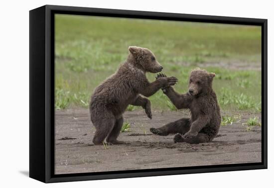 USA, Alaska, Katmai National Park, Hallo Bay. Coastal Brown twins playing-Frank Zurey-Framed Premier Image Canvas
