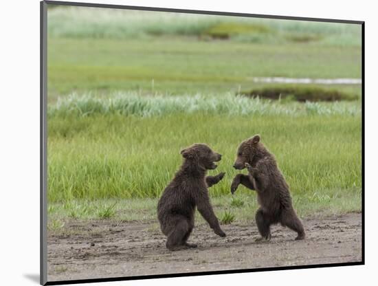 USA, Alaska, Katmai National Park, Hallo Bay. Coastal Brown twins playing-Frank Zurey-Mounted Photographic Print