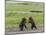 USA, Alaska, Katmai National Park, Hallo Bay. Coastal Brown twins playing-Frank Zurey-Mounted Photographic Print