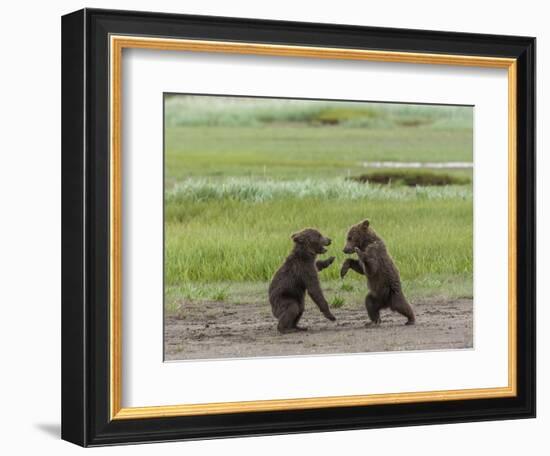 USA, Alaska, Katmai National Park, Hallo Bay. Coastal Brown twins playing-Frank Zurey-Framed Photographic Print