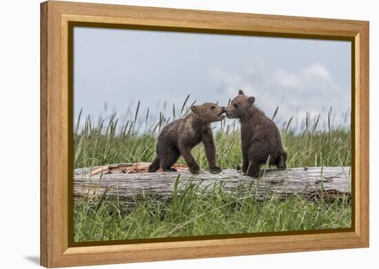 USA, Alaska, Katmai National Park, Hallo Bay. Coastal Brown twins playing-Frank Zurey-Framed Premier Image Canvas