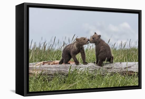 USA, Alaska, Katmai National Park, Hallo Bay. Coastal Brown twins playing-Frank Zurey-Framed Premier Image Canvas