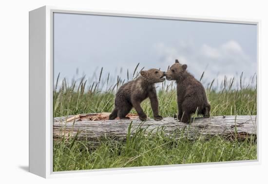 USA, Alaska, Katmai National Park, Hallo Bay. Coastal Brown twins playing-Frank Zurey-Framed Premier Image Canvas