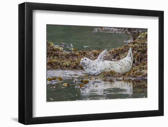 USA, Alaska, Katmai National Park. Harbor Seal resting on seaweed.-Frank Zurey-Framed Photographic Print